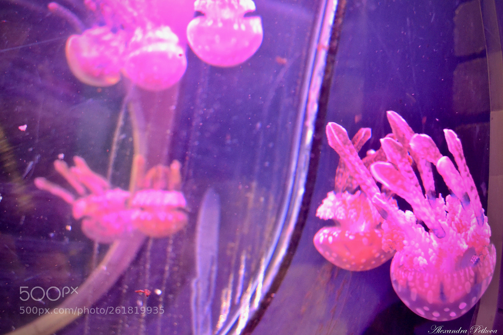 Nikon D3100 sample photo. Jellyfish photography
