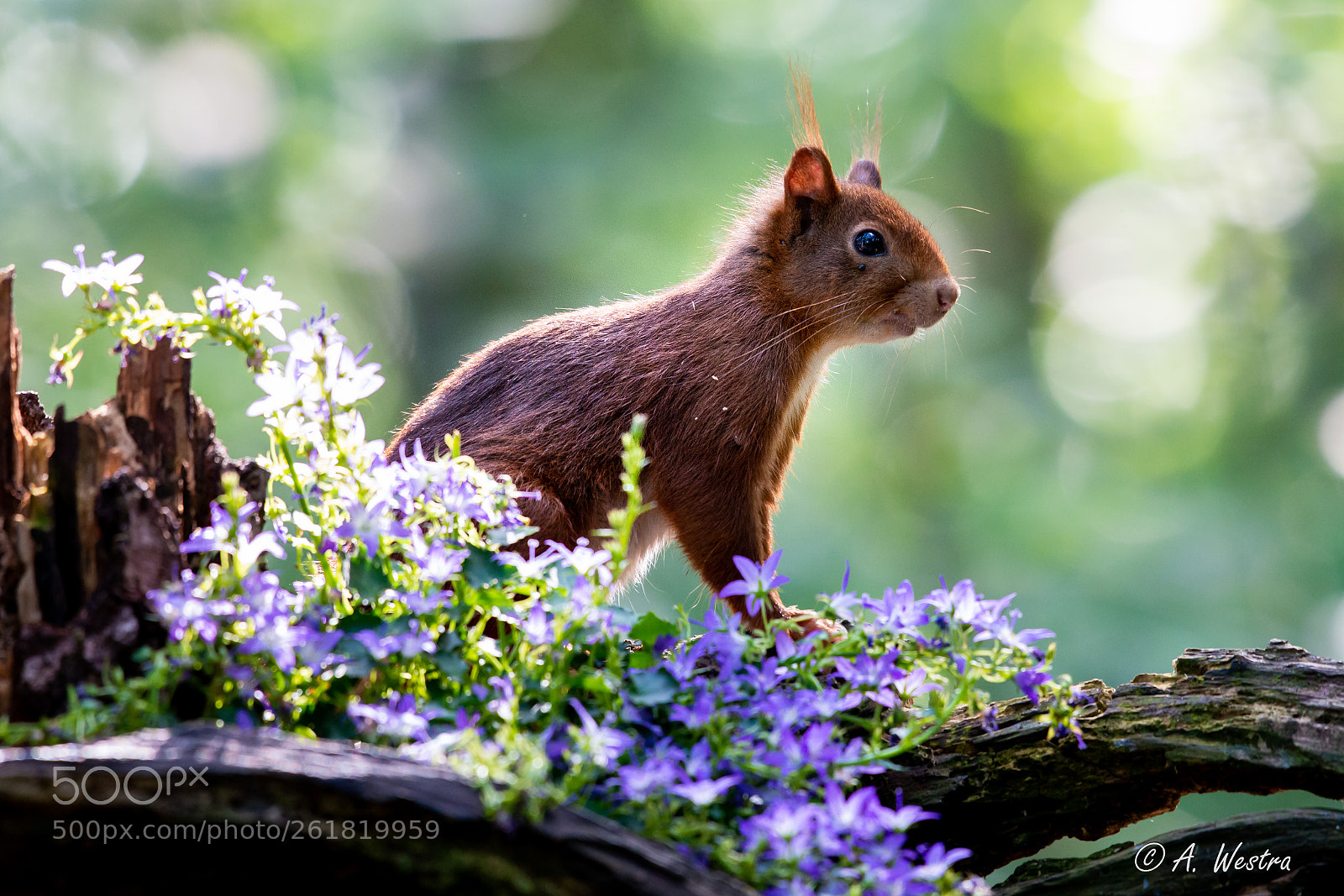 Nikon D800 sample photo. Red squirrel photography