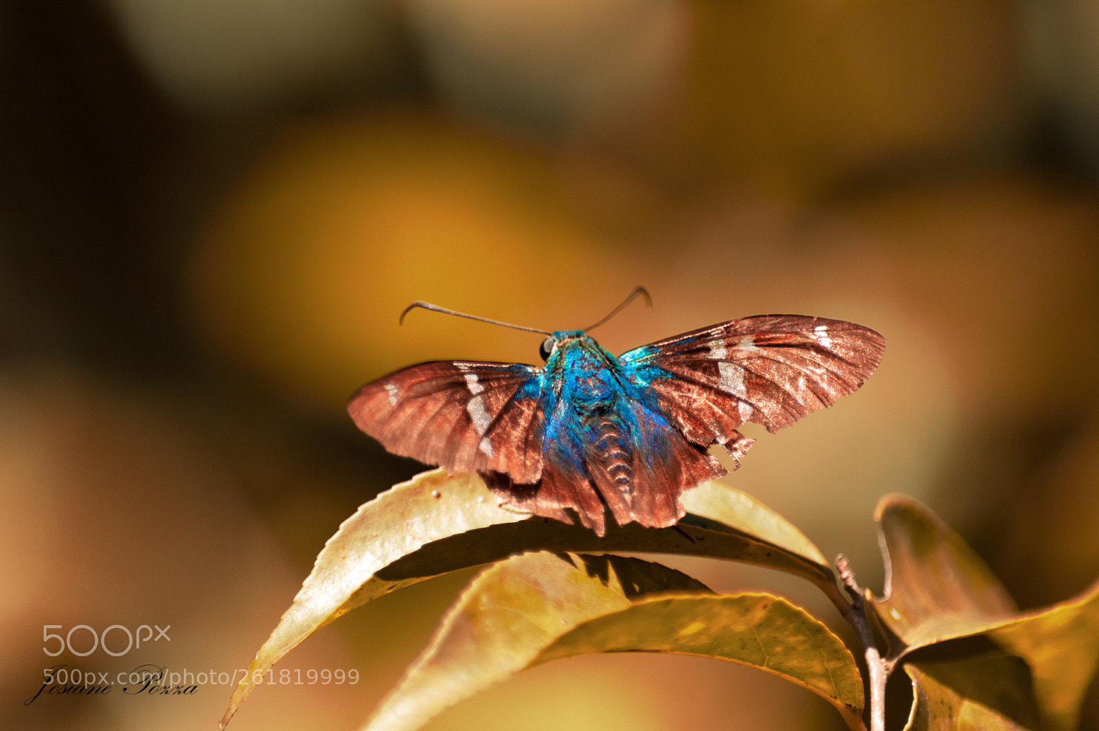 Nikon D3200 sample photo. Butterfly photography