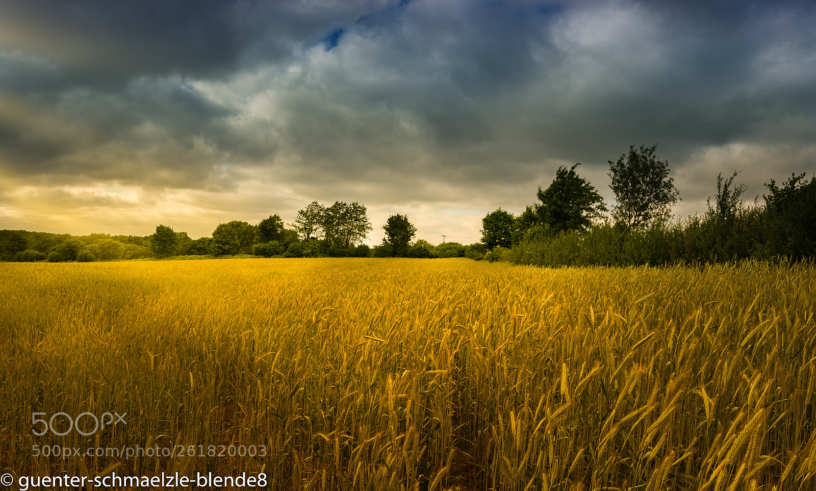 Sony a7 III sample photo. Feld im letzten abendlicht photography