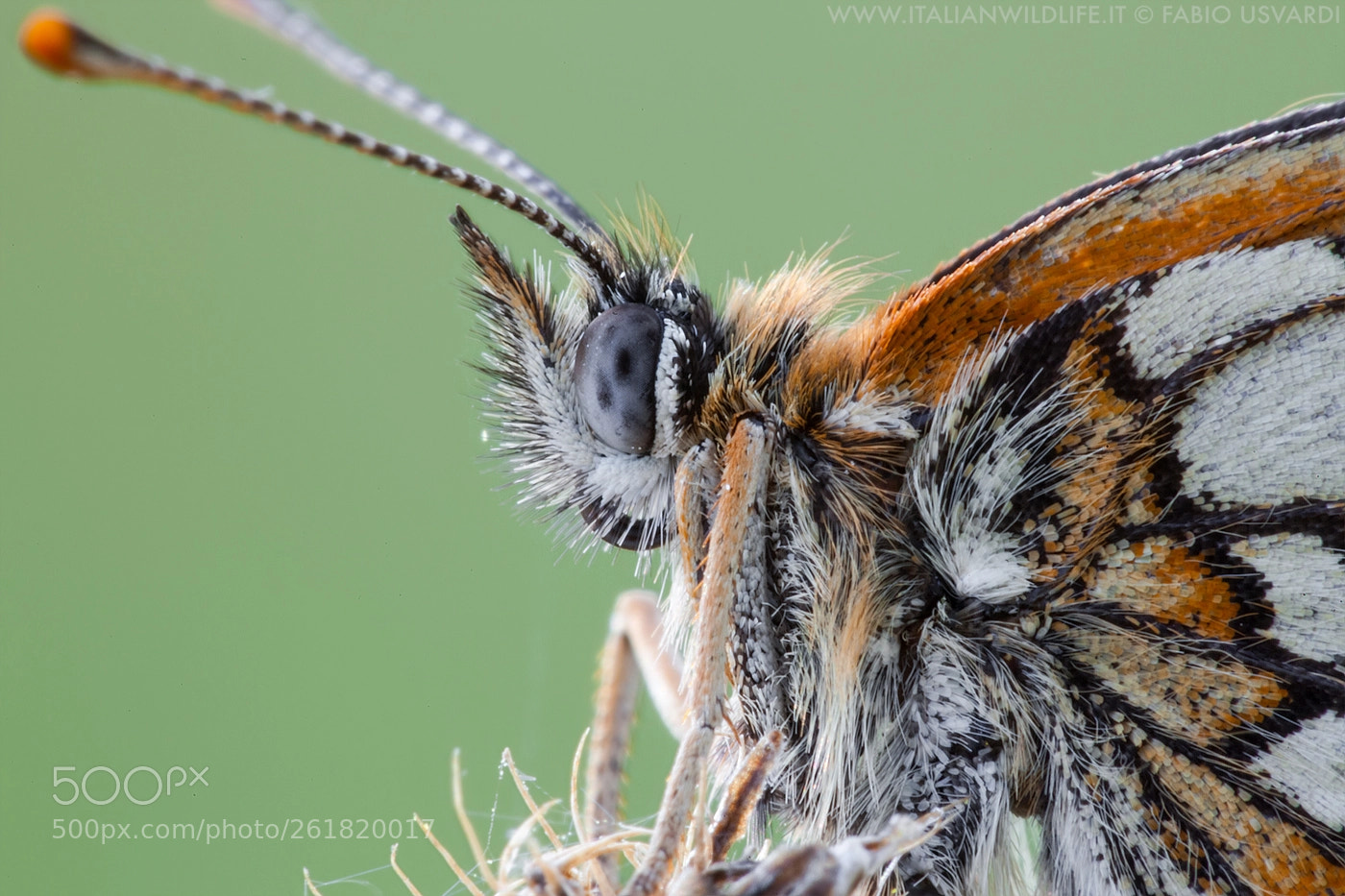 Canon EOS 5D Mark II sample photo. Melitaea athalia - www.italianwildlife.it photography