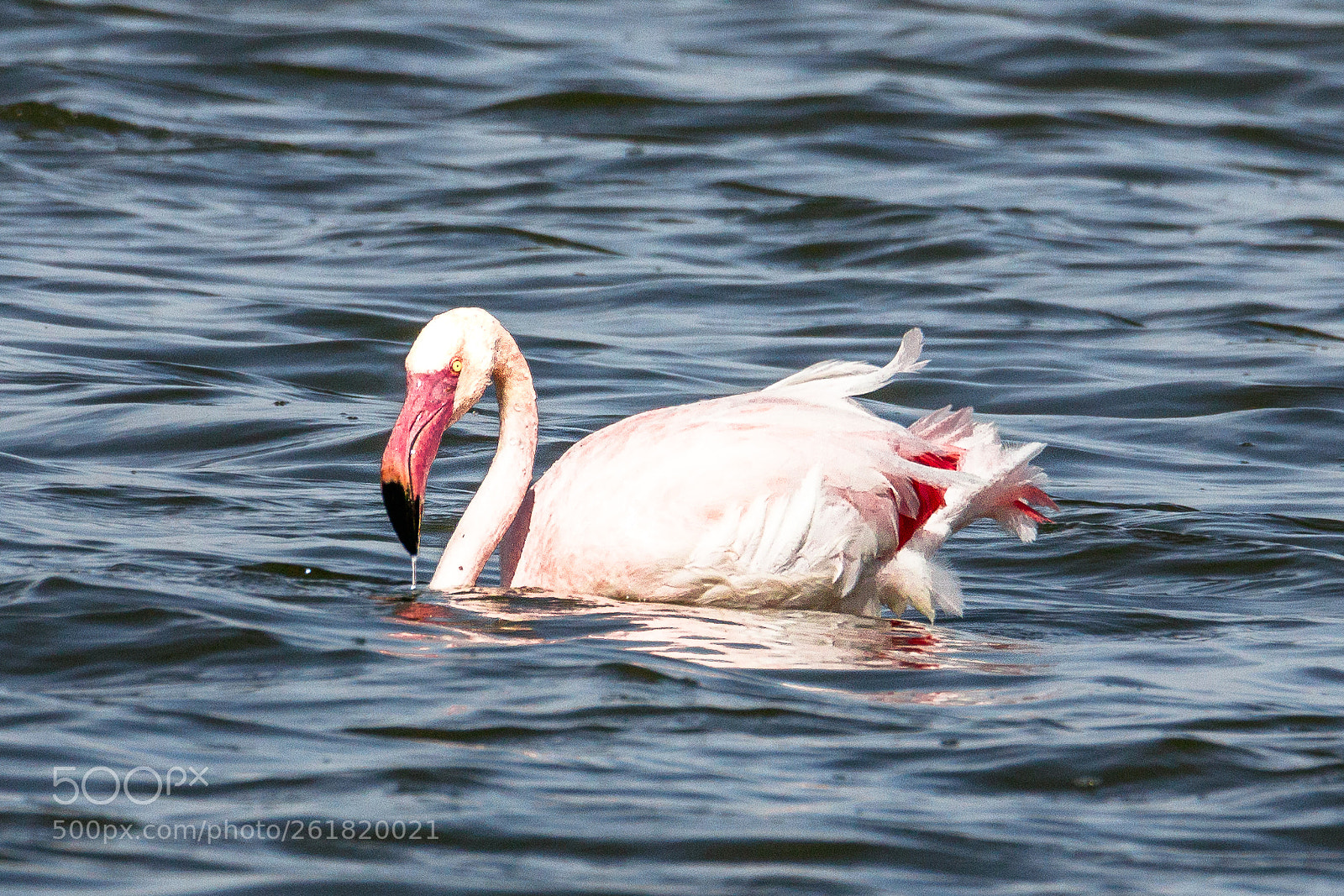 Canon EOS 80D sample photo. Greater flamingo photography