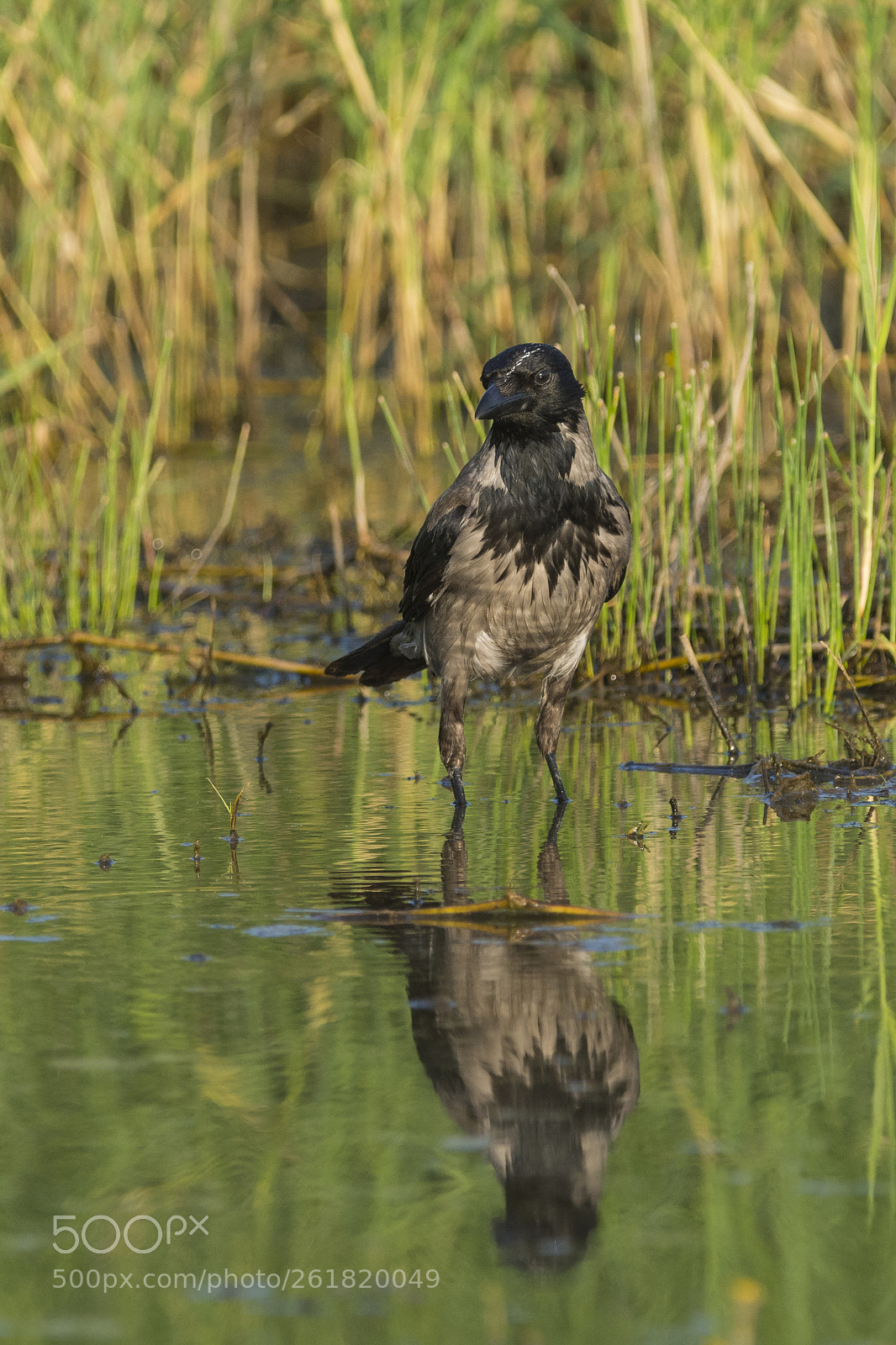 Nikon D7100 sample photo. Hooded crow photography