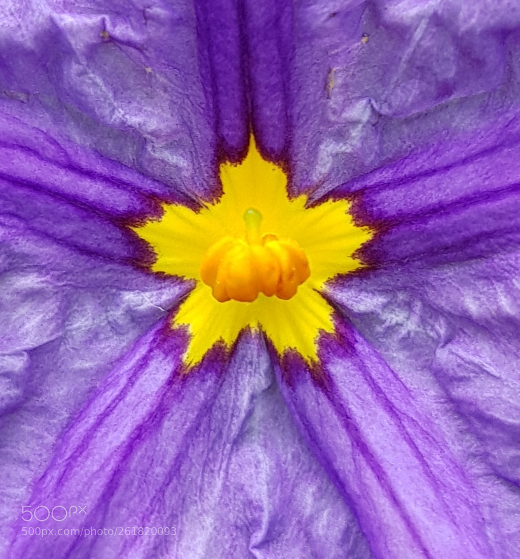 Samsung Galaxy S7 Edge sample photo. Unknown flower photography
