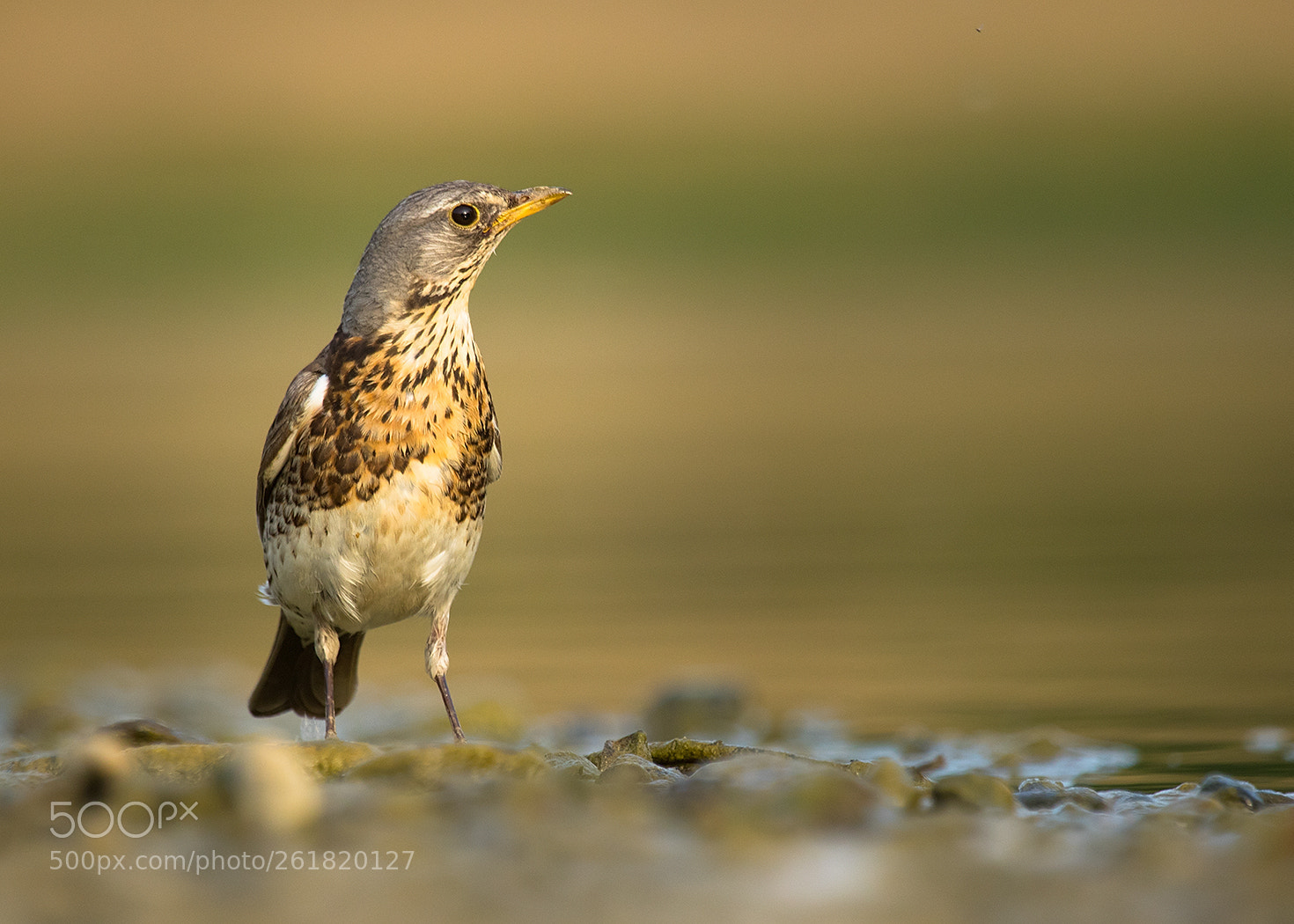 Canon EOS 7D Mark II sample photo. Thrush photography
