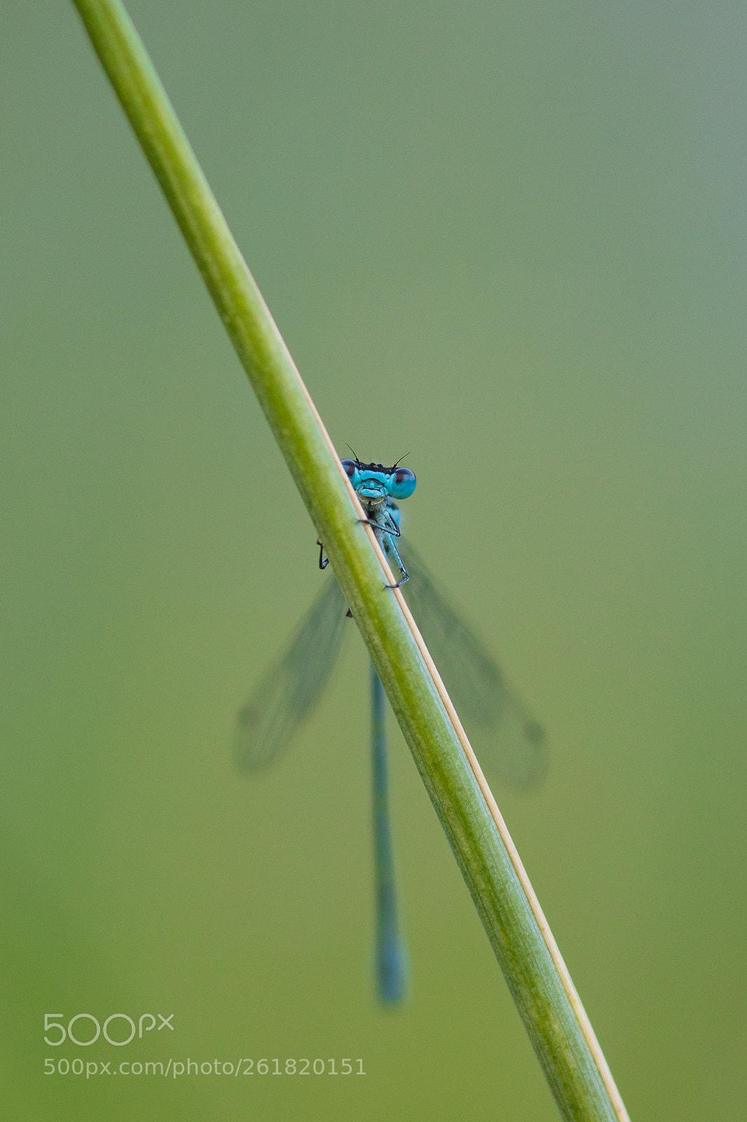 Canon EOS 5D Mark IV sample photo. Damselfly photography