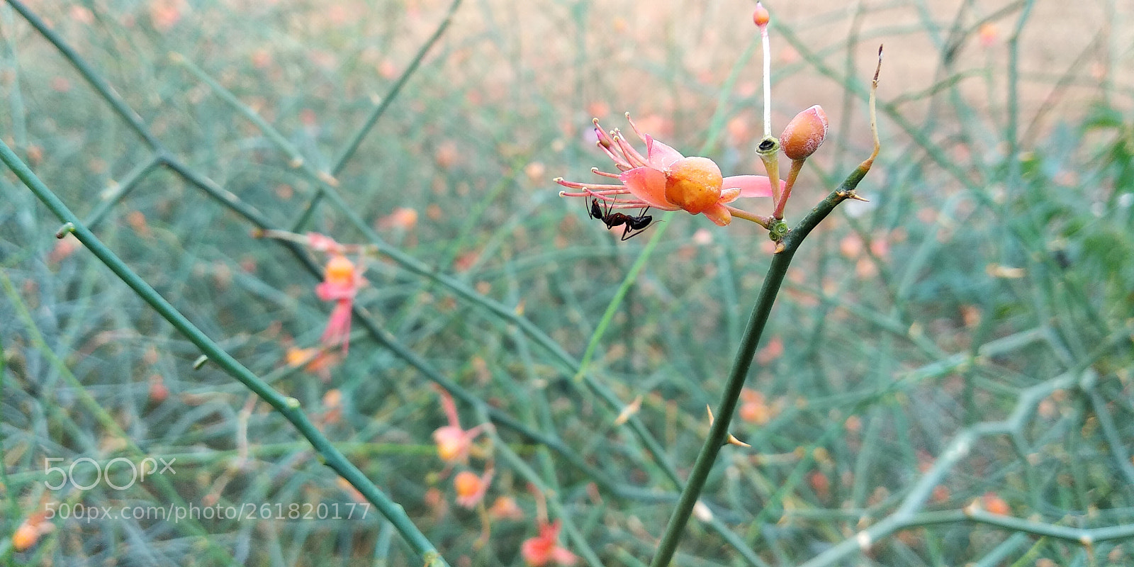 Xiaomi Redmi Note 5 sample photo. Untitled photography