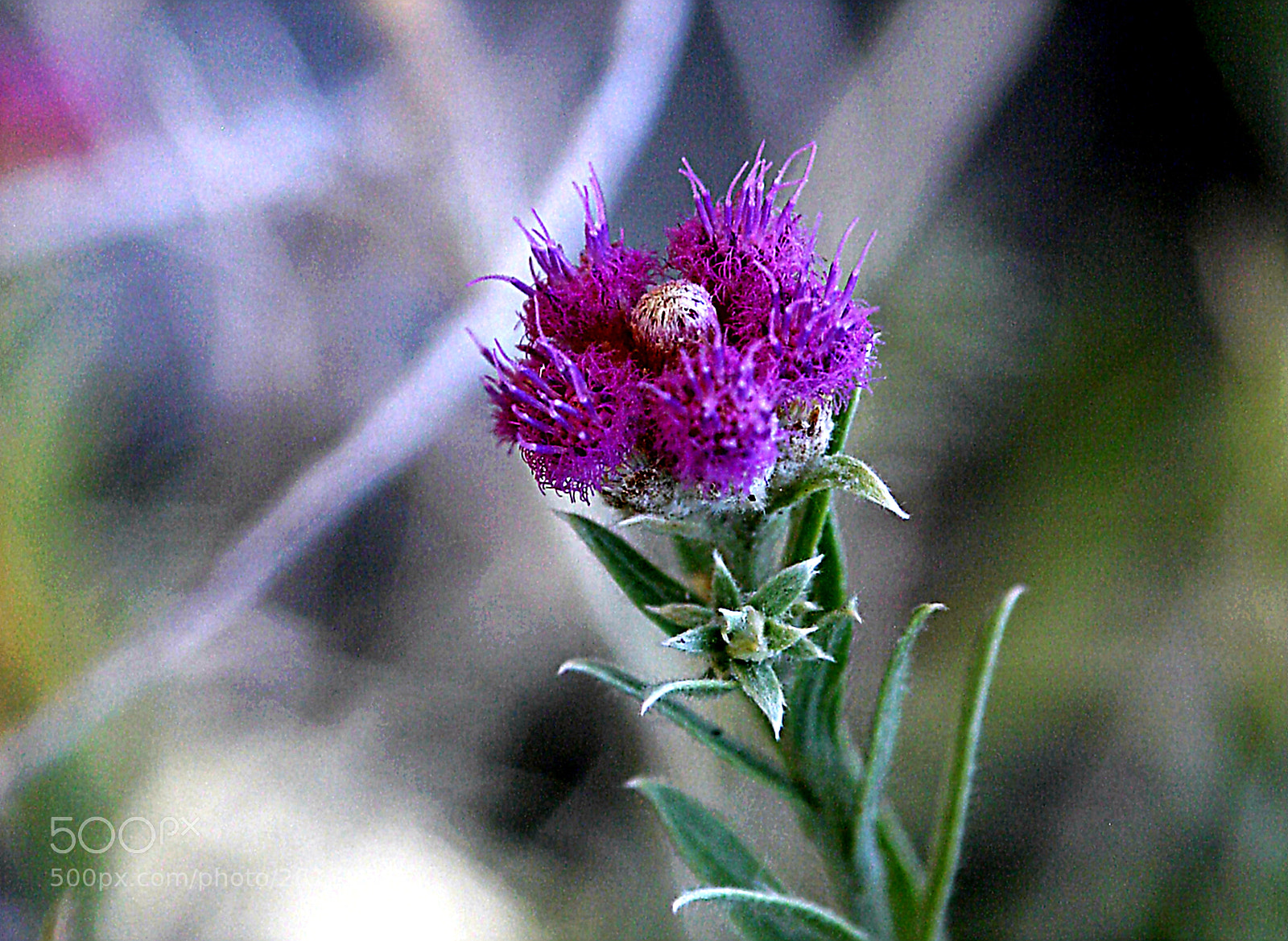 Canon EOS 300D (EOS Digital Rebel / EOS Kiss Digital) sample photo. Purple flower.01 photography