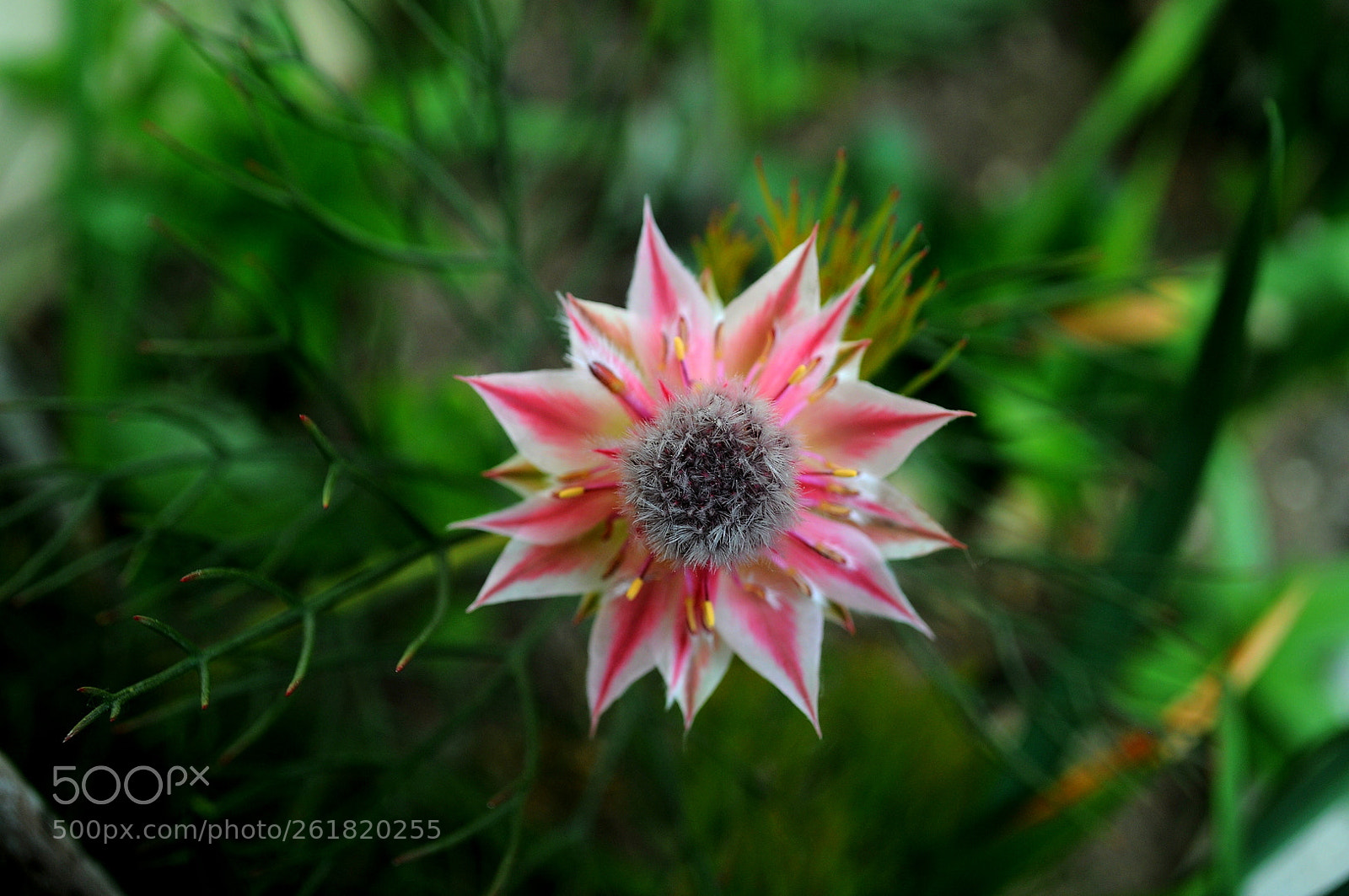 Nikon D5000 sample photo. Floriii photography