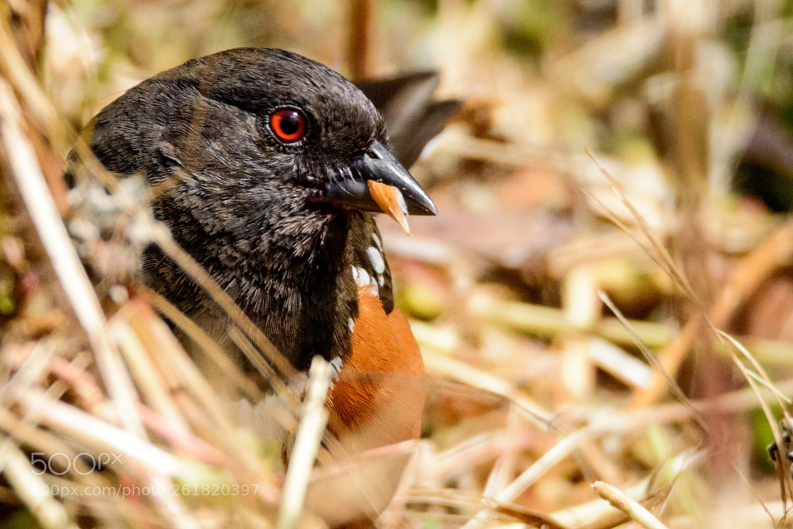 Nikon D800 sample photo. Portrait of a towhee photography