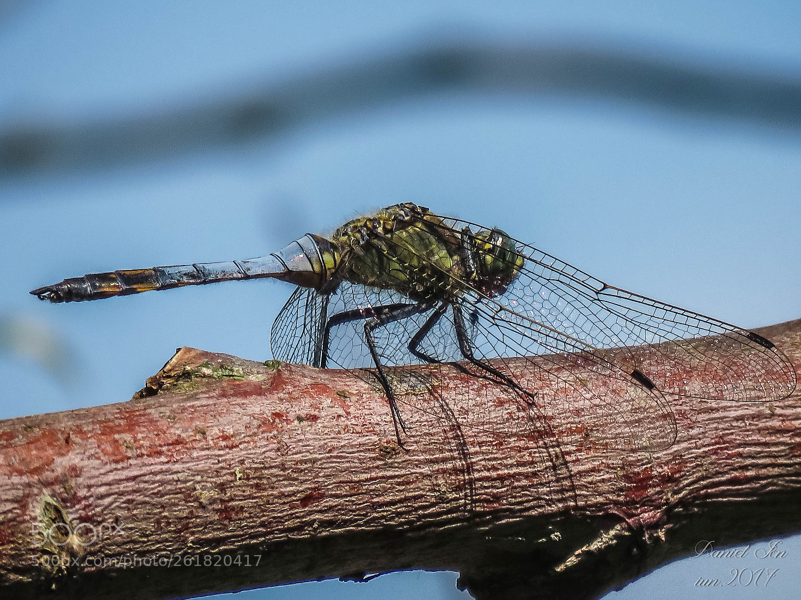 Canon PowerShot SX60 HS sample photo. Dragonfly photography