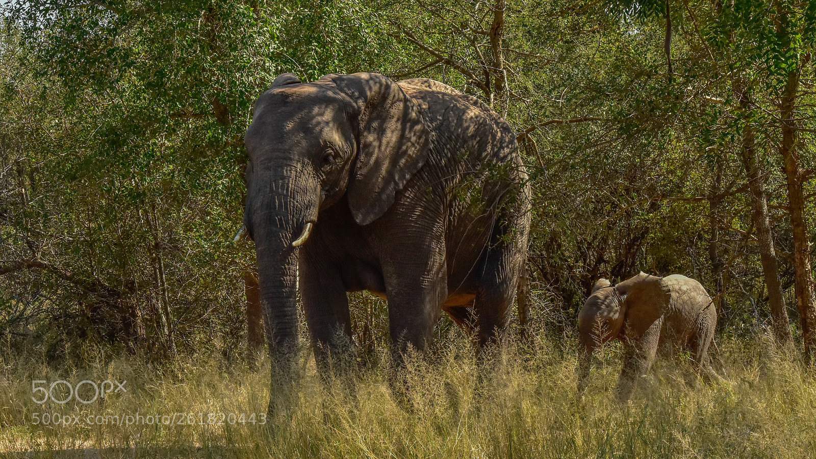 Nikon D5500 sample photo. Mother photography