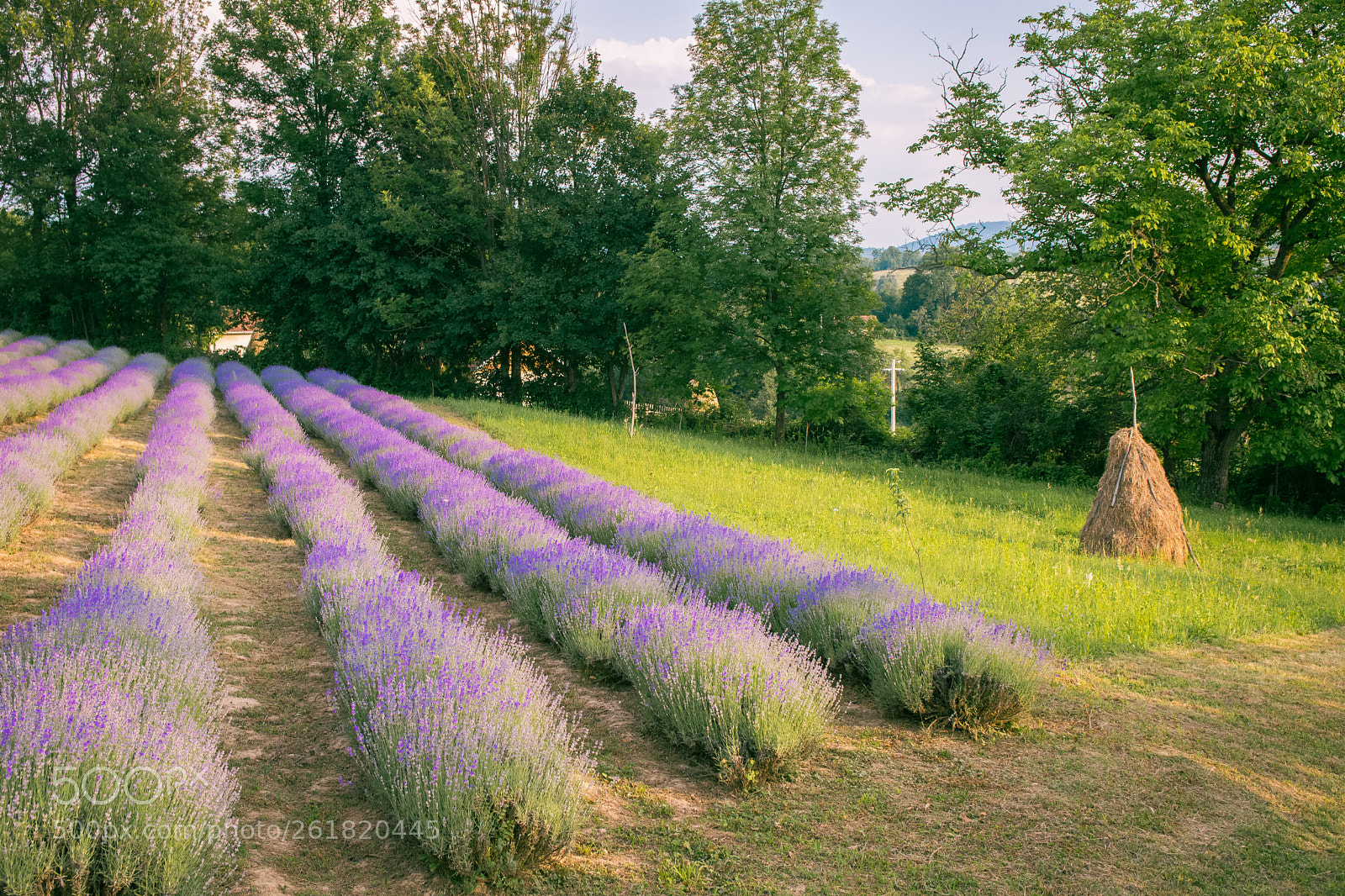 Nikon D5300 sample photo. Lavender field. photography