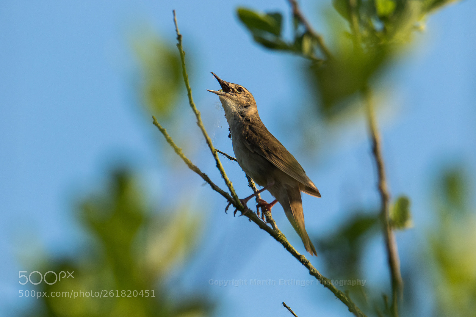 Canon EOS 7D Mark II sample photo. Eurasian river warbler locustella photography