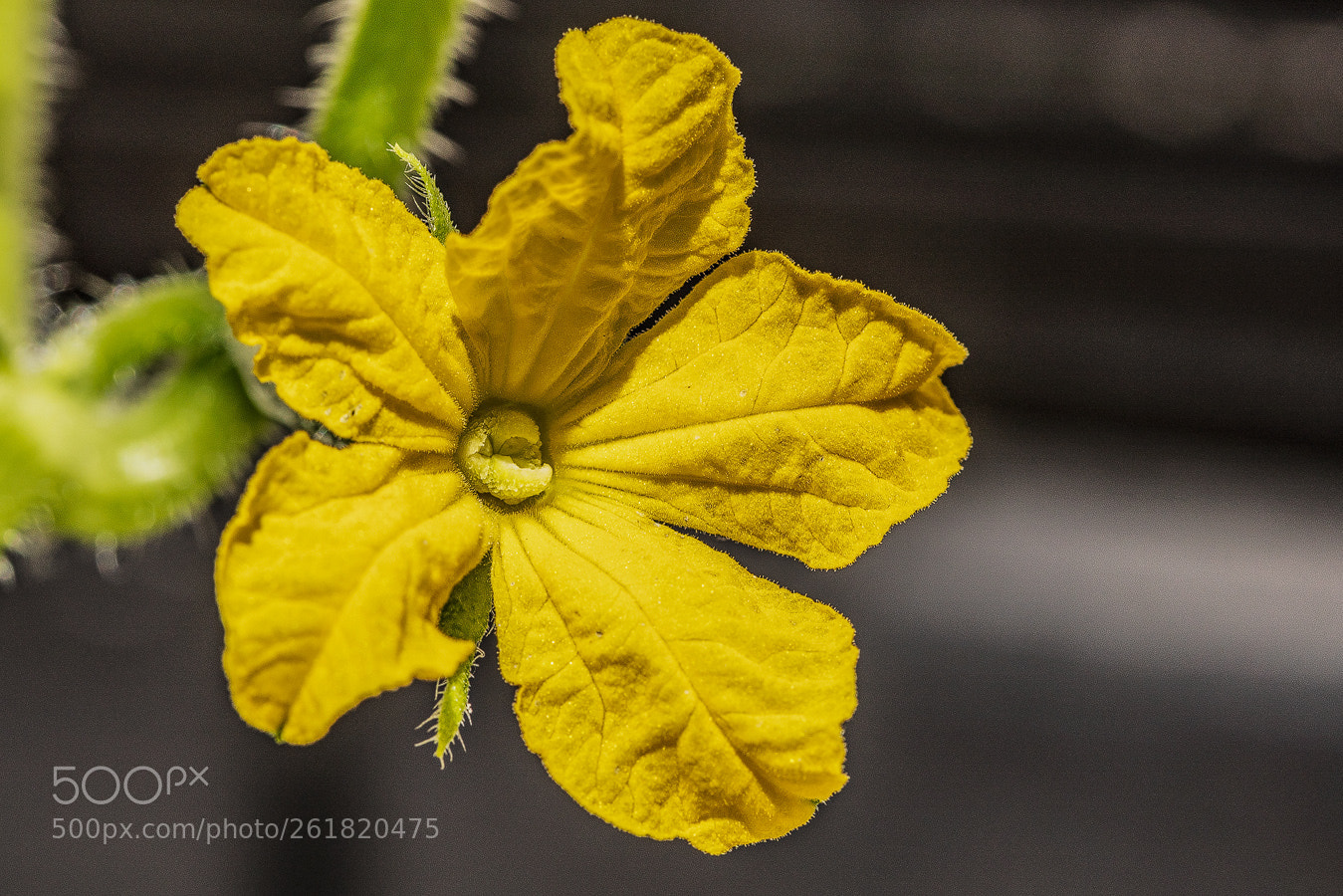Canon EOS 5D Mark IV sample photo. Gurke cucumis sativus photography