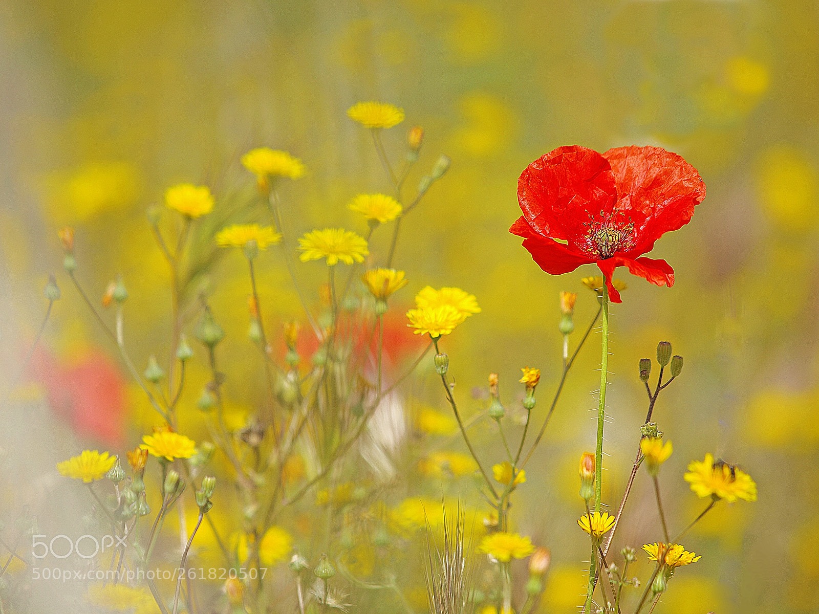 Olympus E-30 sample photo. Mundo de color. photography