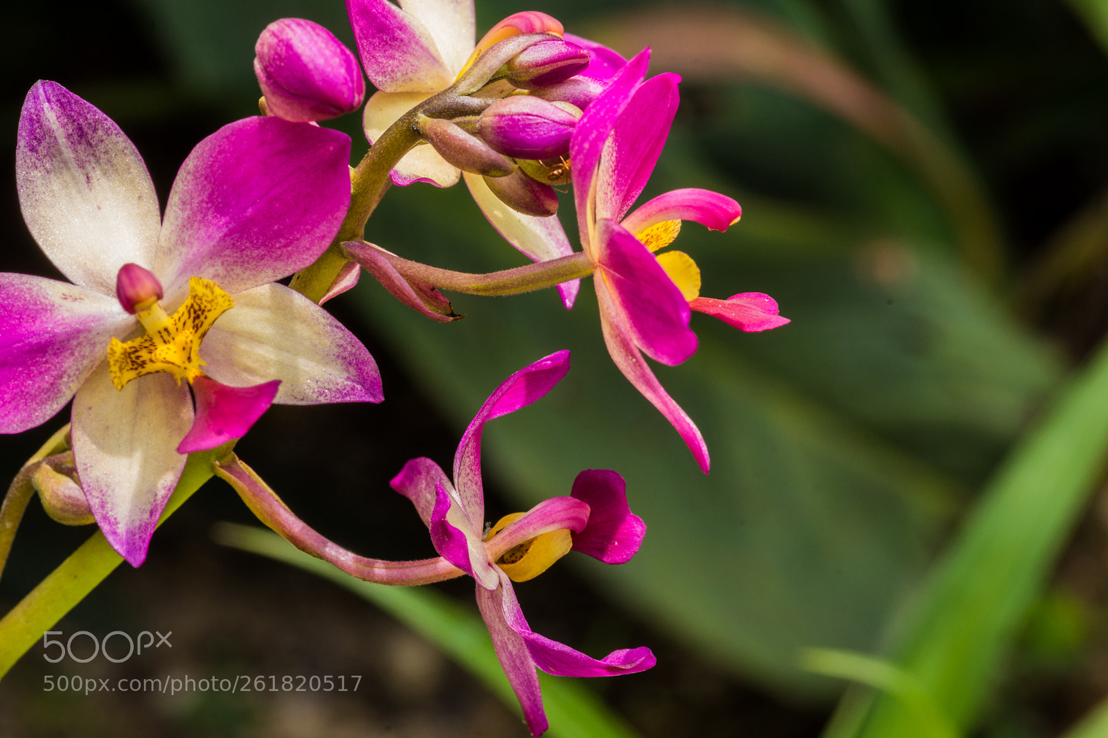 Nikon D7200 sample photo. Orchids in kuala lumpur photography