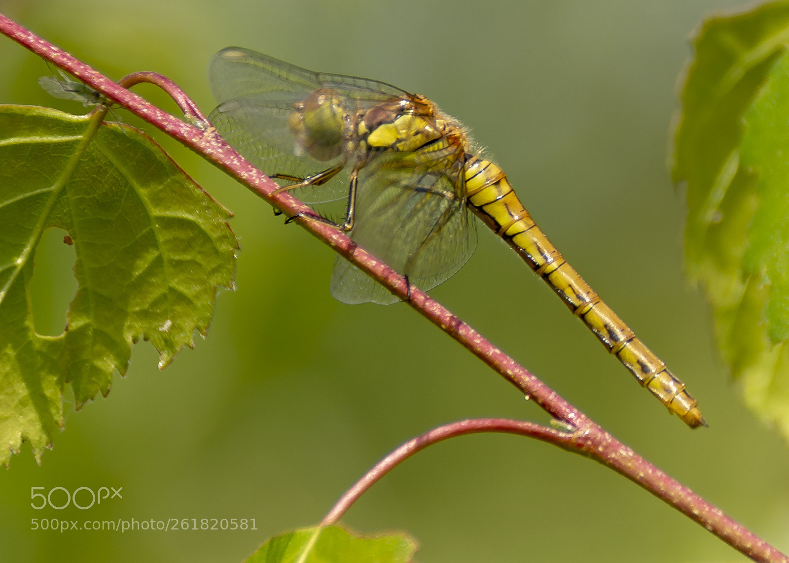 Nikon D7100 sample photo. Common darter photography