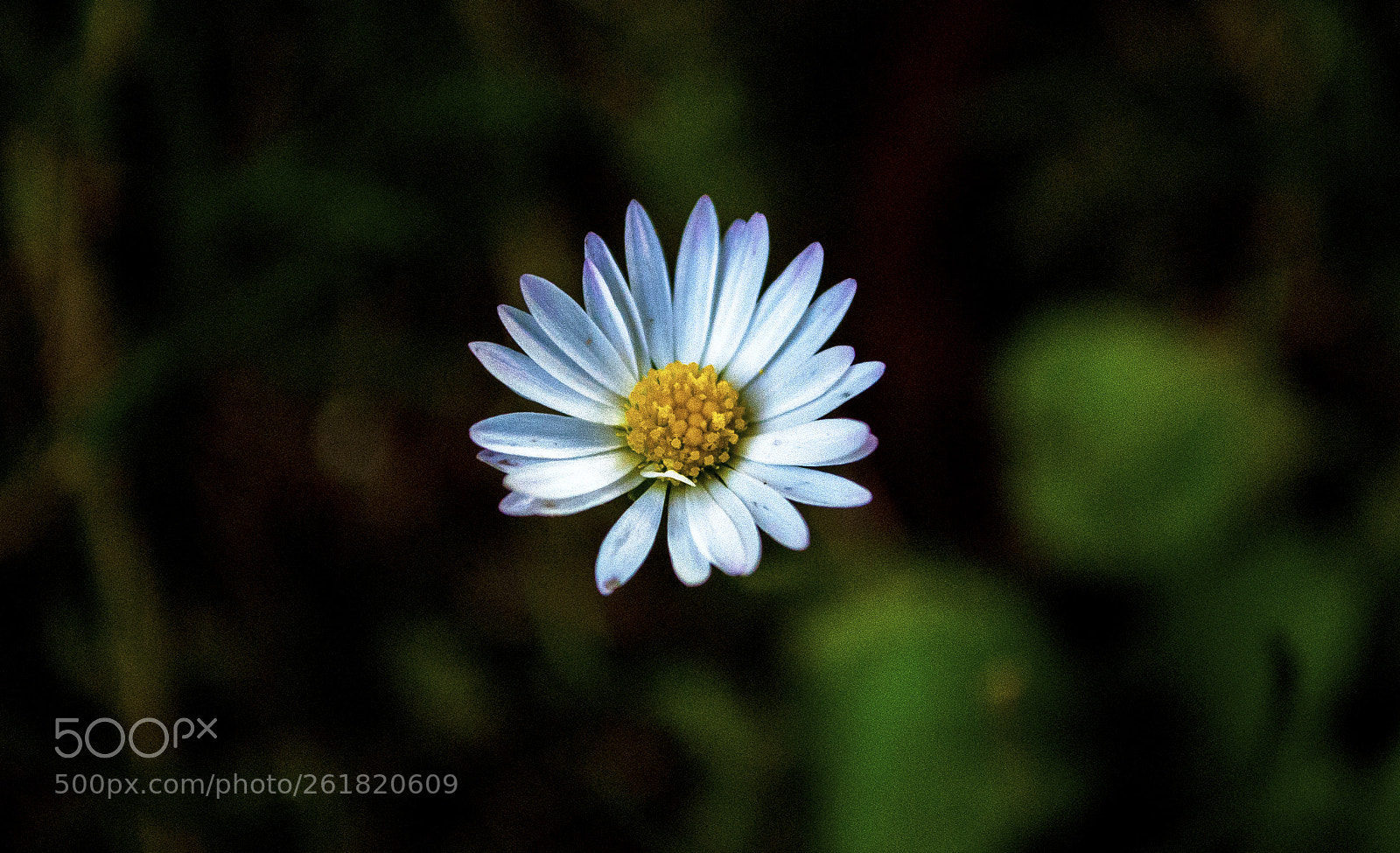 Nikon D3000 sample photo. Lonely flower photography