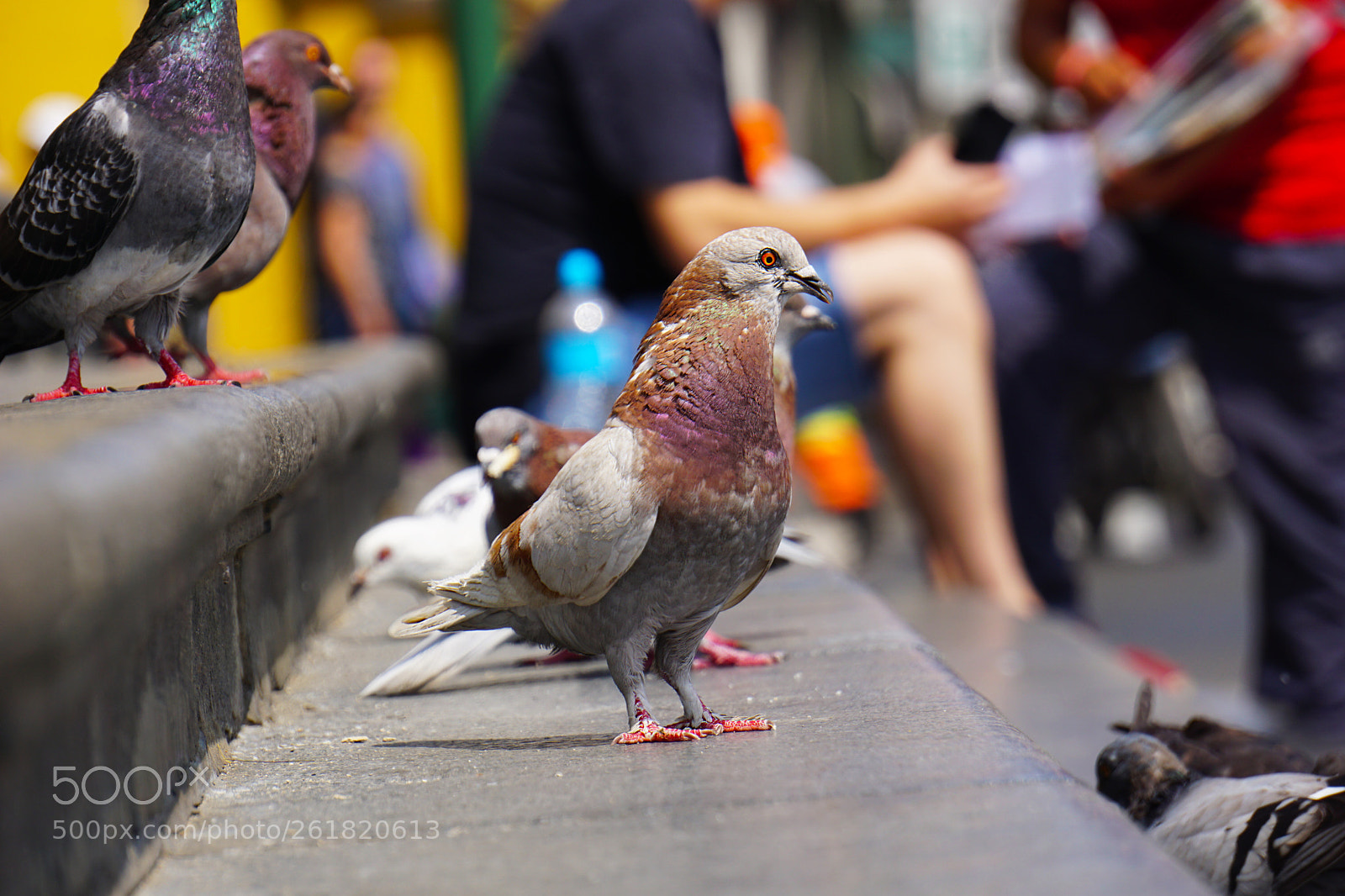 Sony a6000 sample photo. Proud pigeon photography