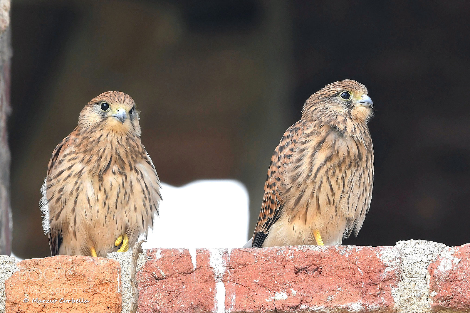 Nikon AF-S Nikkor 500mm F4E FL ED VR sample photo. Brothers photography