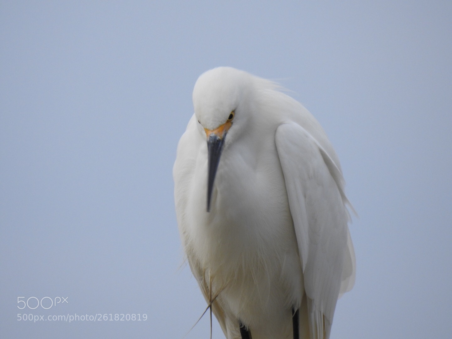Nikon Coolpix P900 sample photo. Snowy egret photography