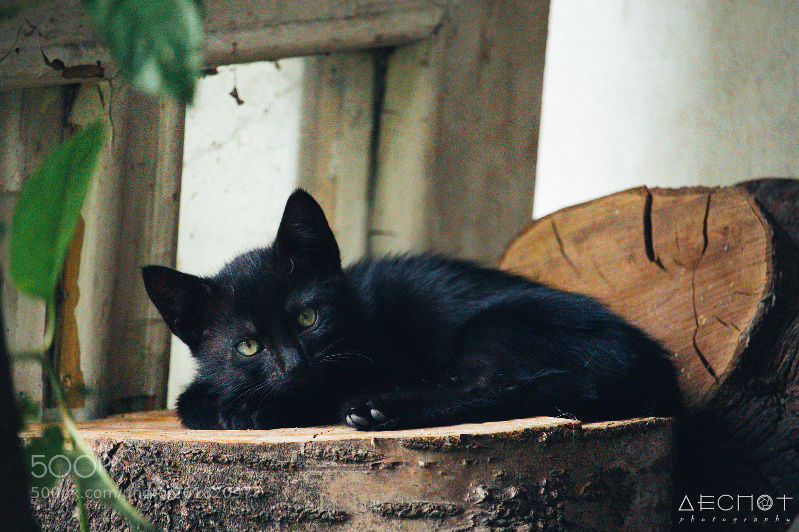 Canon EOS 700D (EOS Rebel T5i / EOS Kiss X7i) sample photo. Who goes there, while photography