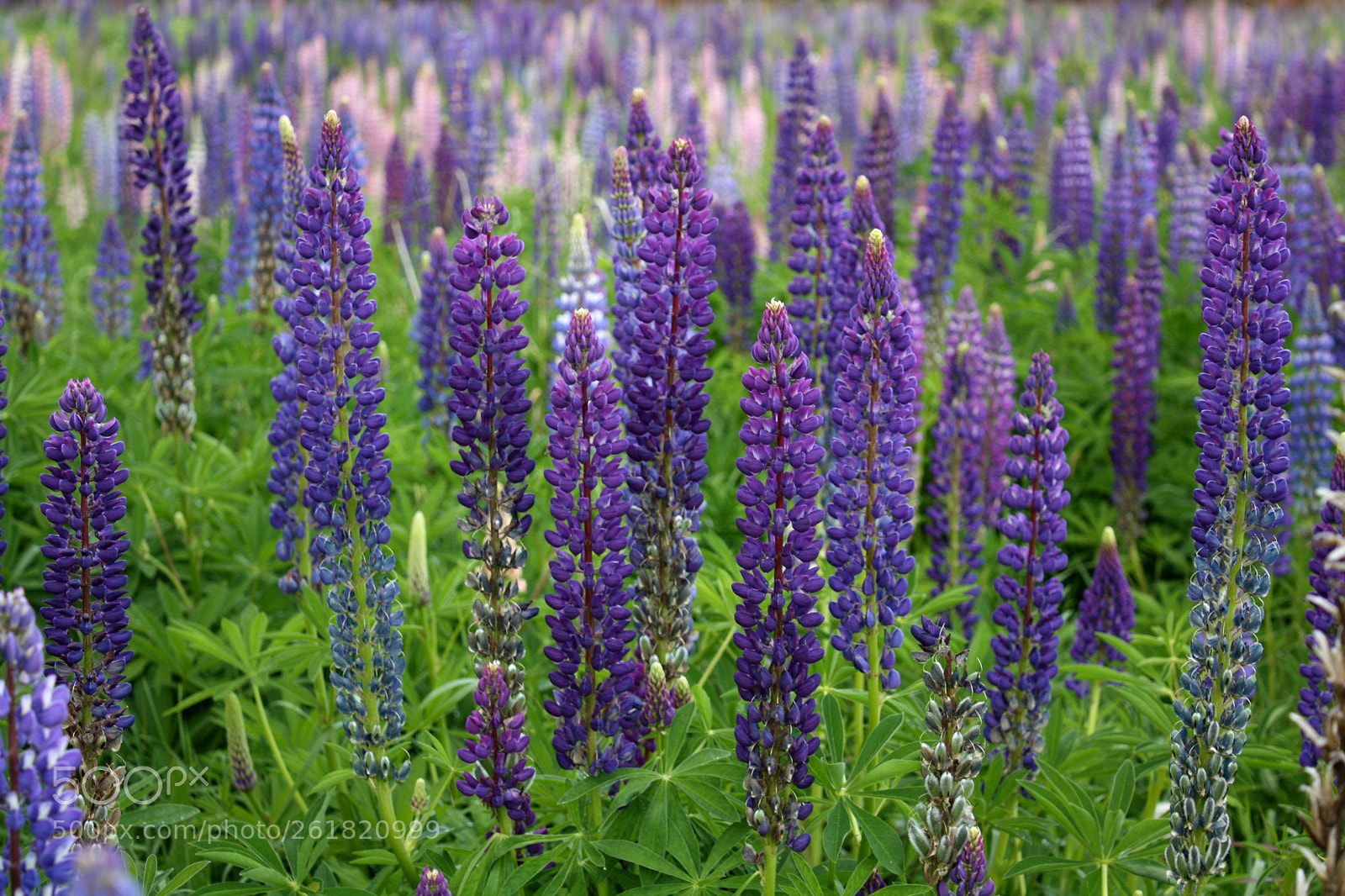 Canon EOS 450D (EOS Rebel XSi / EOS Kiss X2) sample photo. Flower field photography