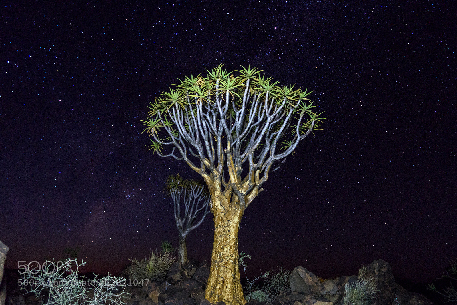 Sony a7R sample photo. Dsc photography