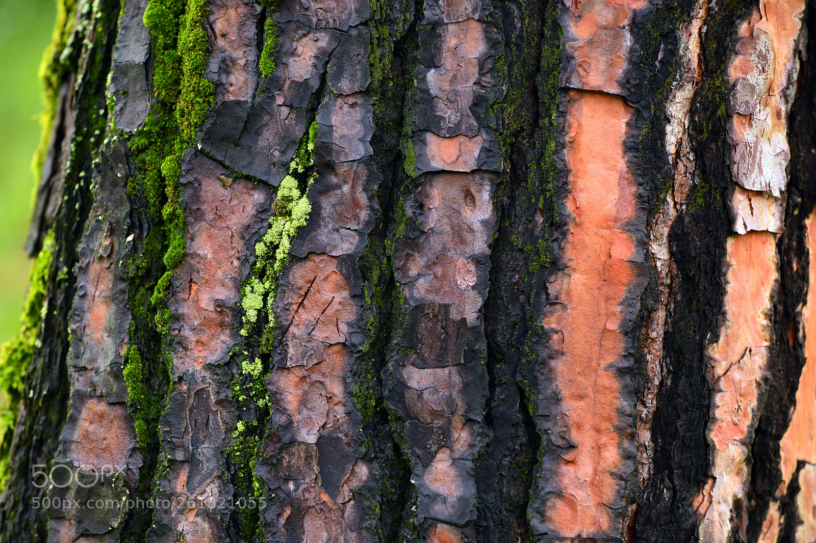 Nikon D800 sample photo. Maritime pine (pinus pinaster) photography