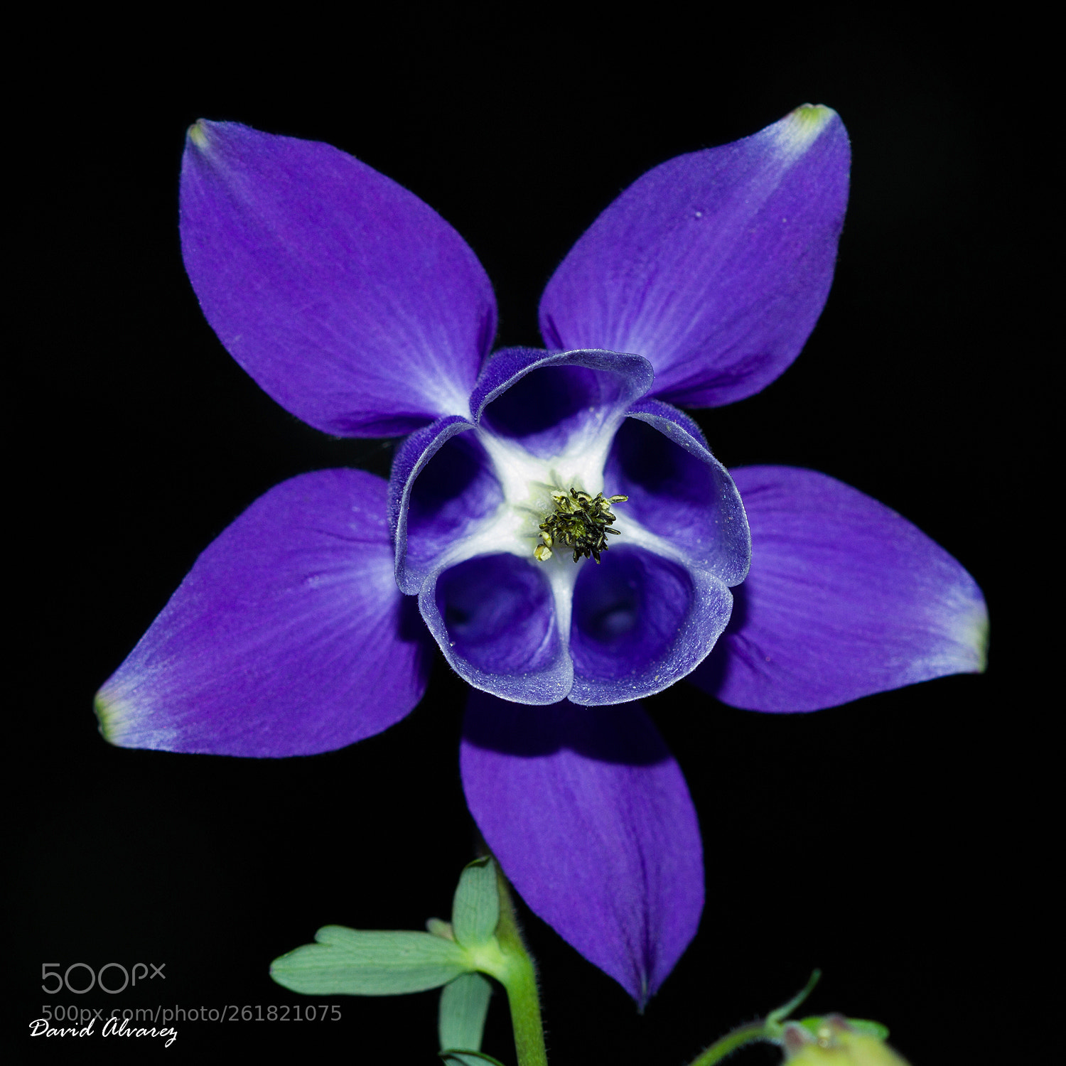 Canon EOS 7D sample photo. Aquilegia vulgaris photography