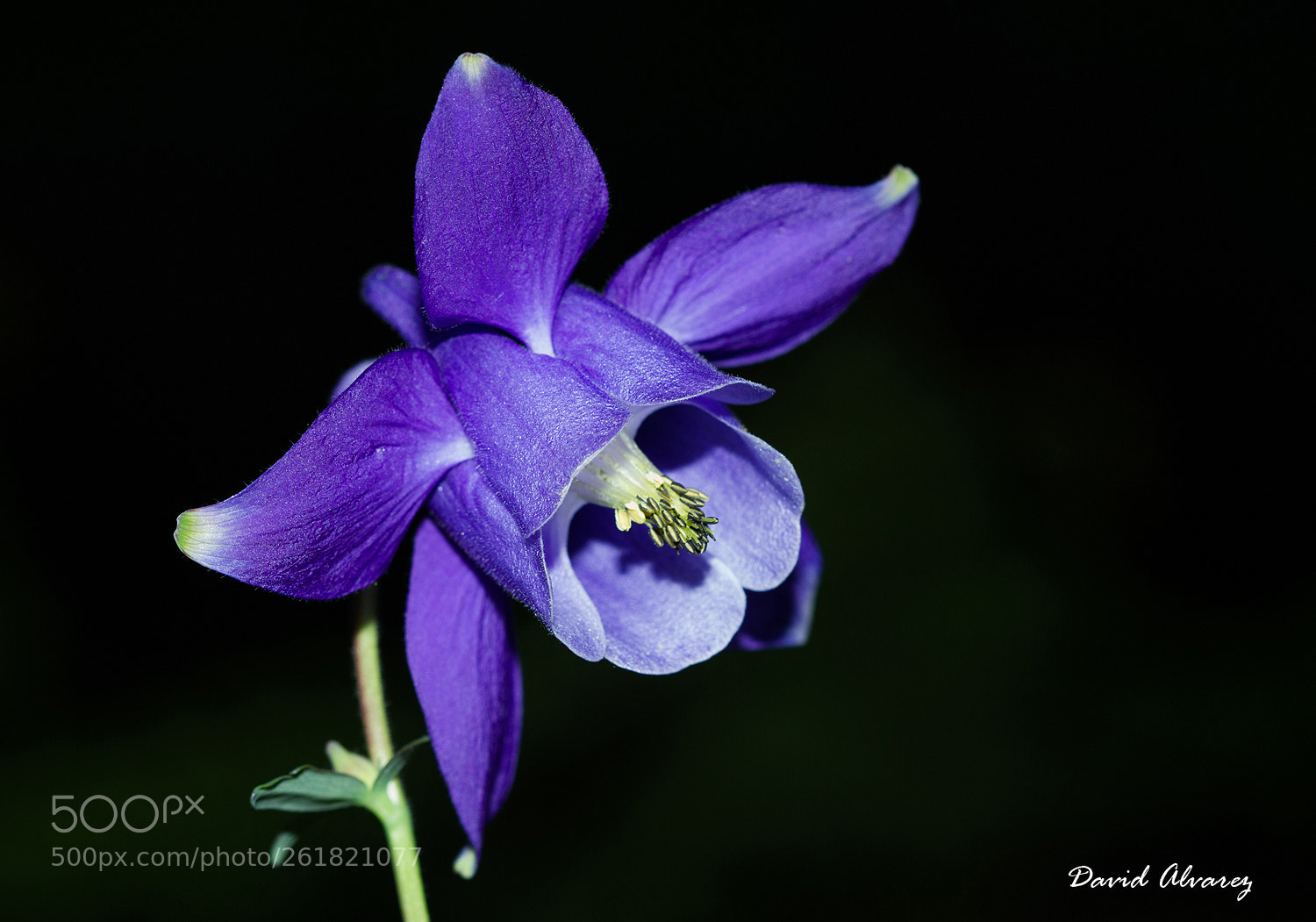 Canon EOS 7D sample photo. Aquilegia vulgaris photography