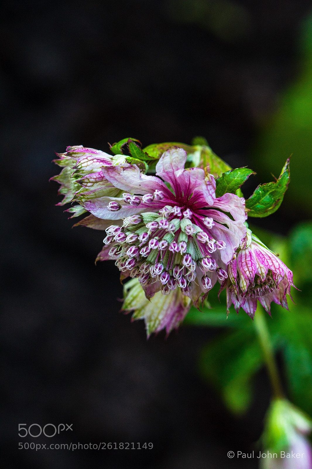 Canon EOS 70D sample photo. Untitled photography