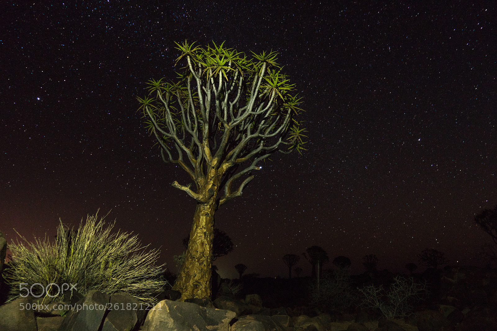 Sony a7R sample photo. Dsc photography