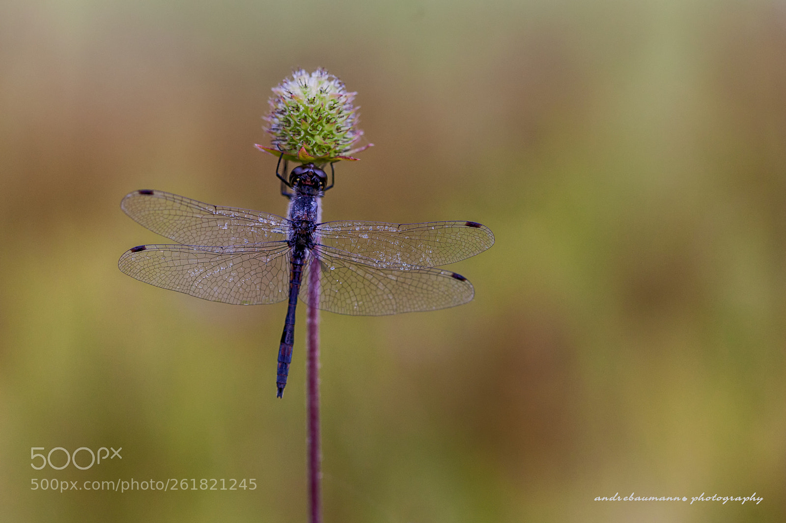 Canon EOS 5D Mark II sample photo. ...black beauty photography
