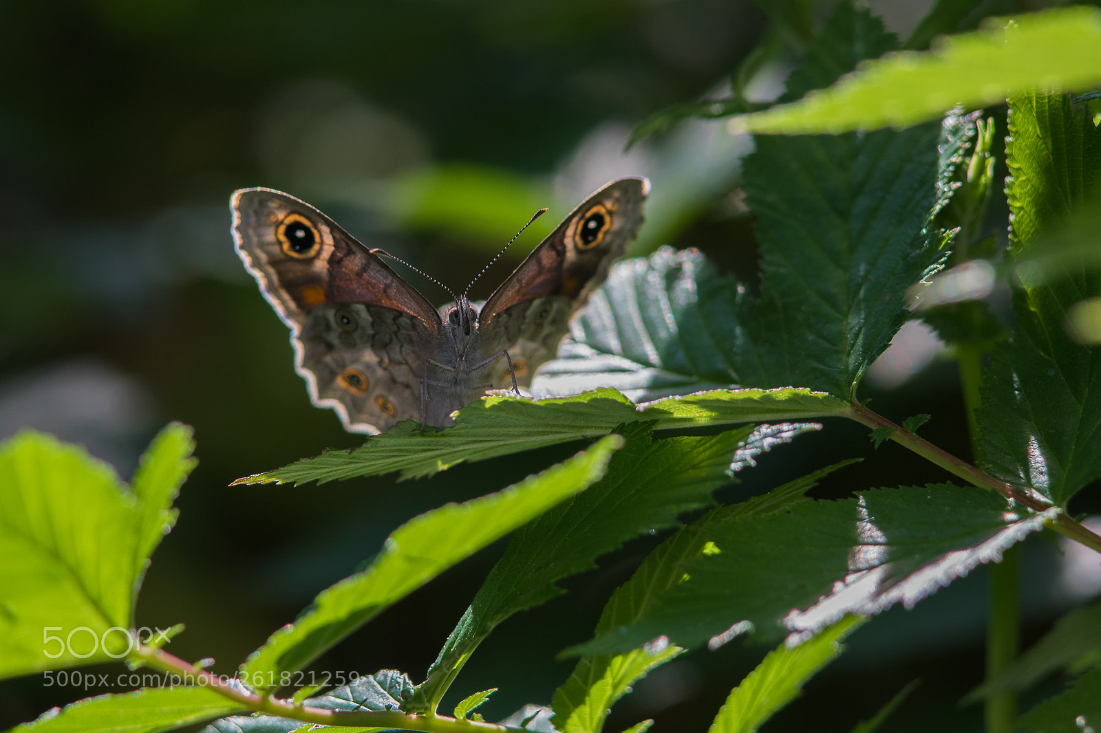 Canon EOS 5D Mark IV sample photo. Lasiommata maera photography