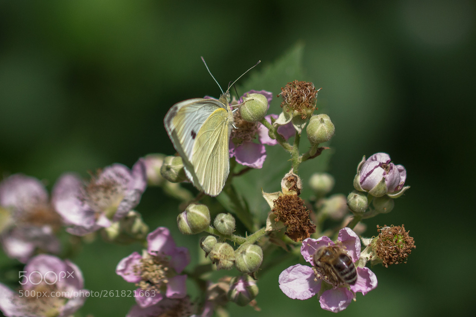 Canon EOS 700D (EOS Rebel T5i / EOS Kiss X7i) sample photo. Delicate photography