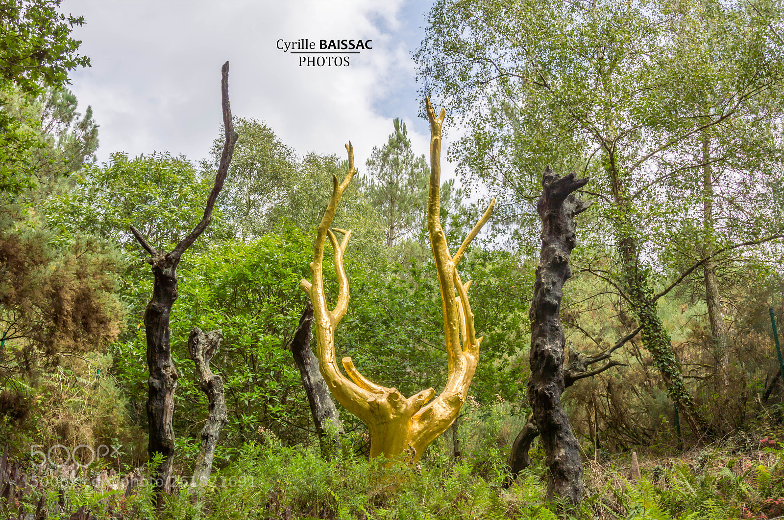 Nikon D3200 sample photo. L'arbre d'or dans la photography