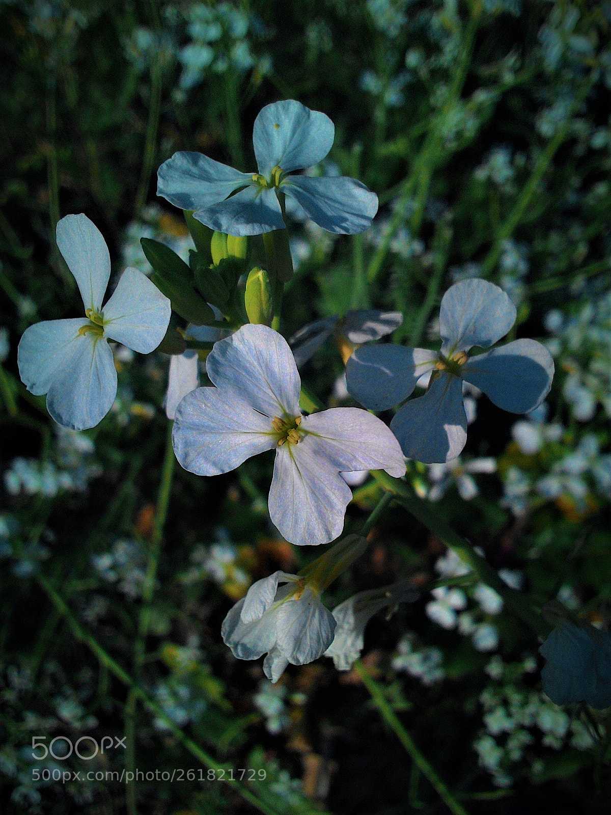 ASUS ZenFone 4 (A400CG) sample photo. Untitled photography