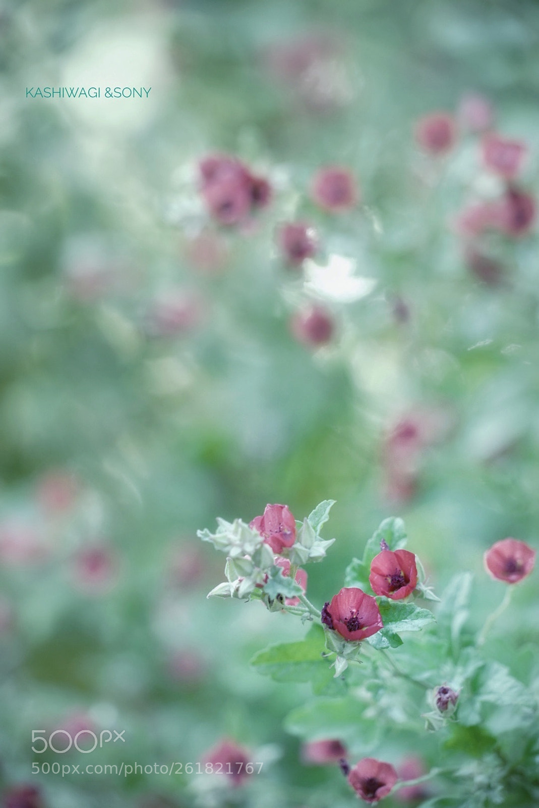Sony a7 II sample photo. In the green photography
