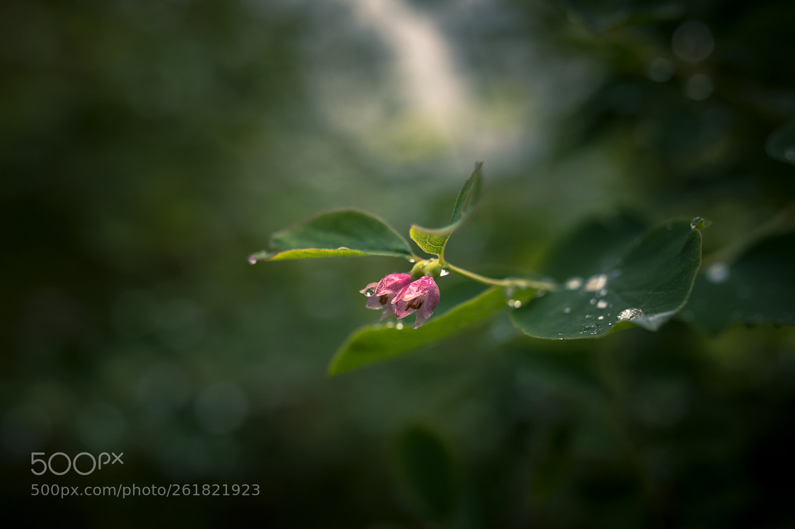 Nikon D7200 sample photo. Little pink flowers photography