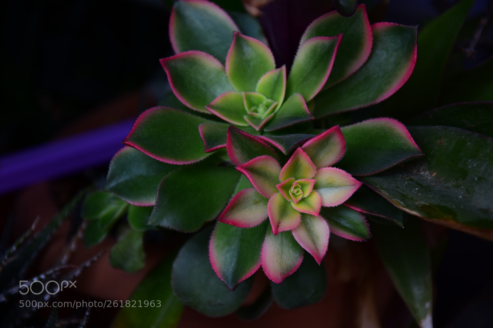 Nikon D7200 sample photo. Untitled photography