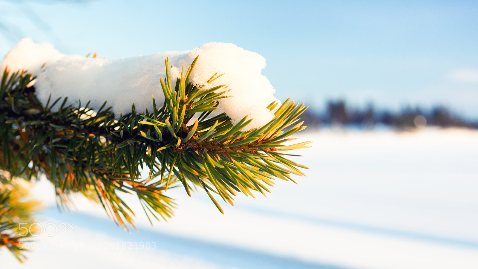 Nikon D7100 sample photo. Pine tree photography