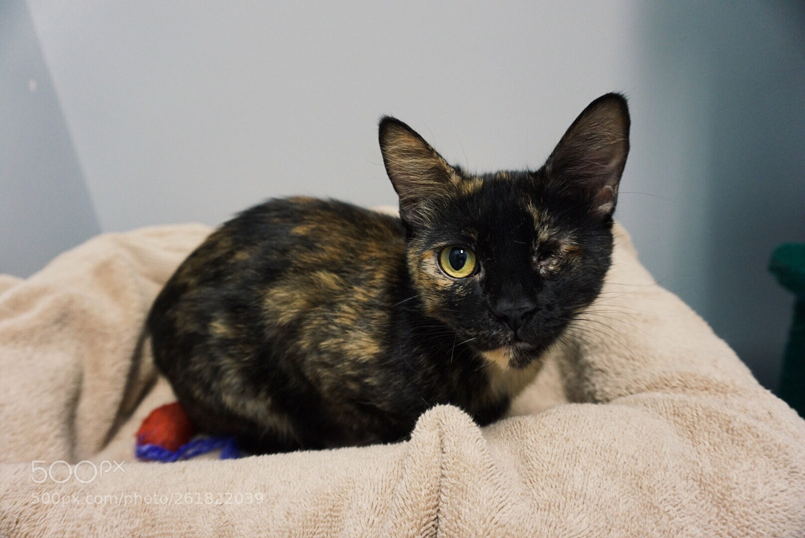 Sony a6000 sample photo. Dorothy photography