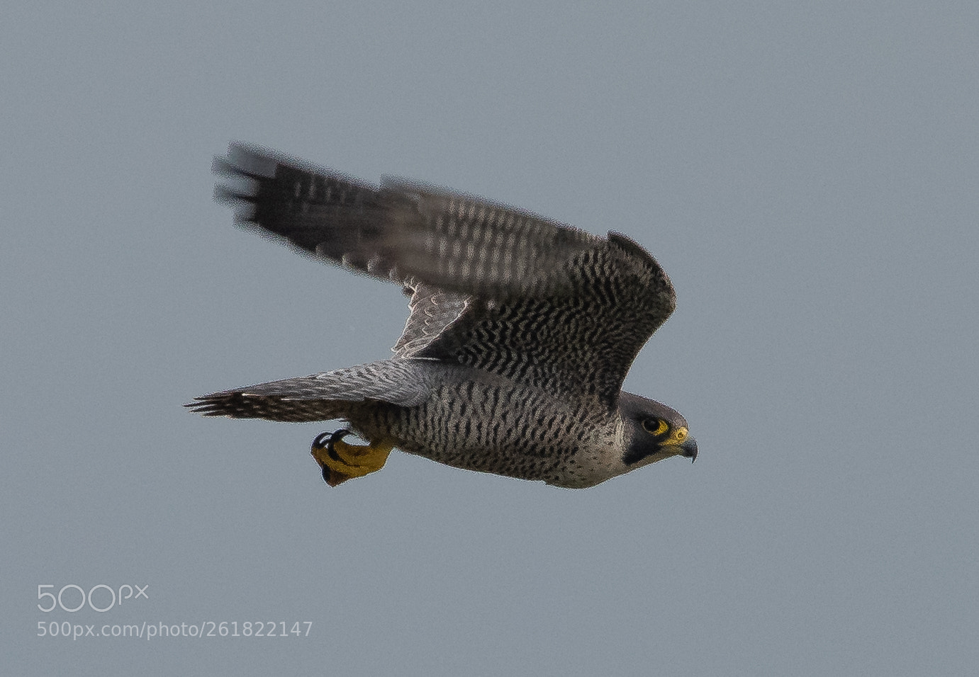 Nikon D810 sample photo. Peregrine falcon - 1 photography