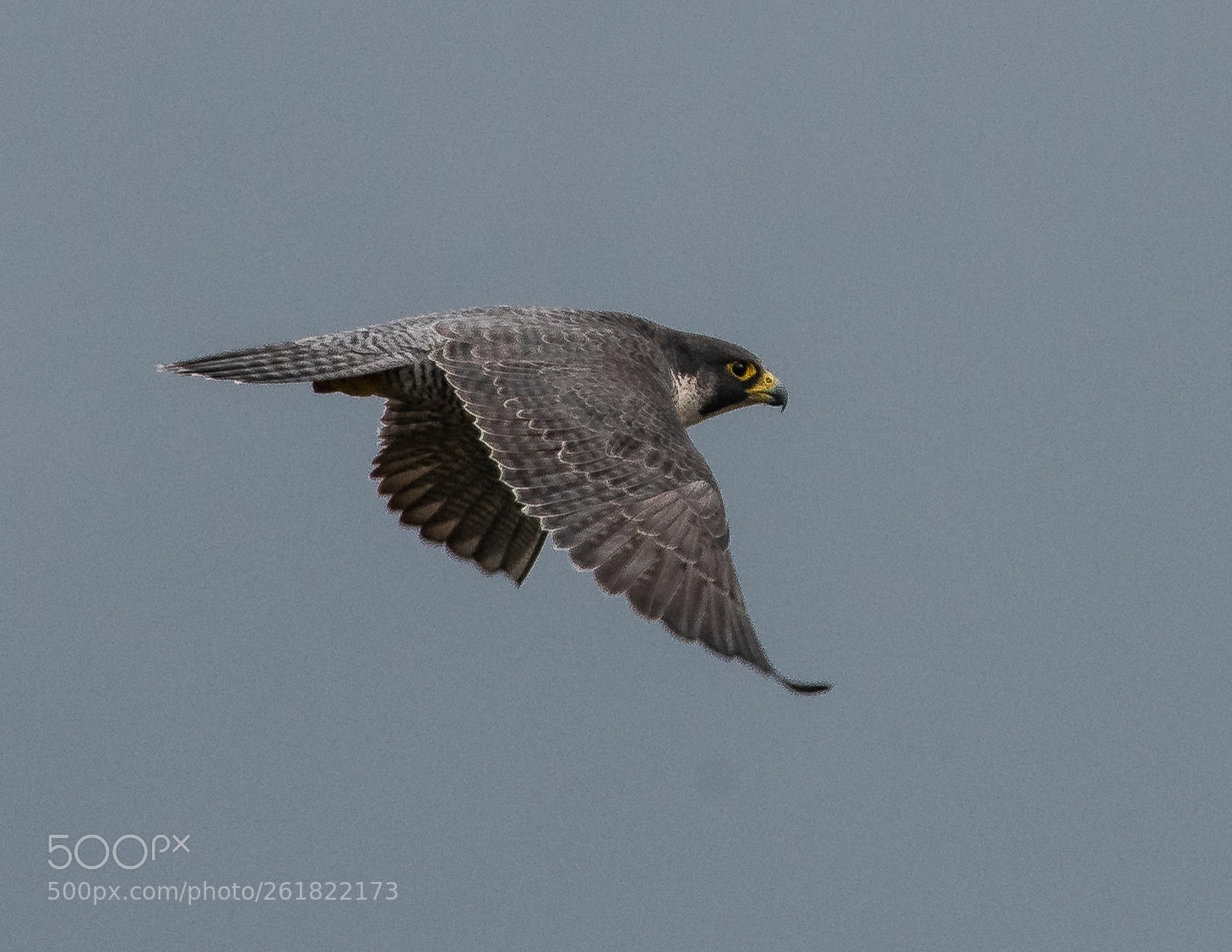 Nikon D810 sample photo. Peregrine falcon - 3 photography