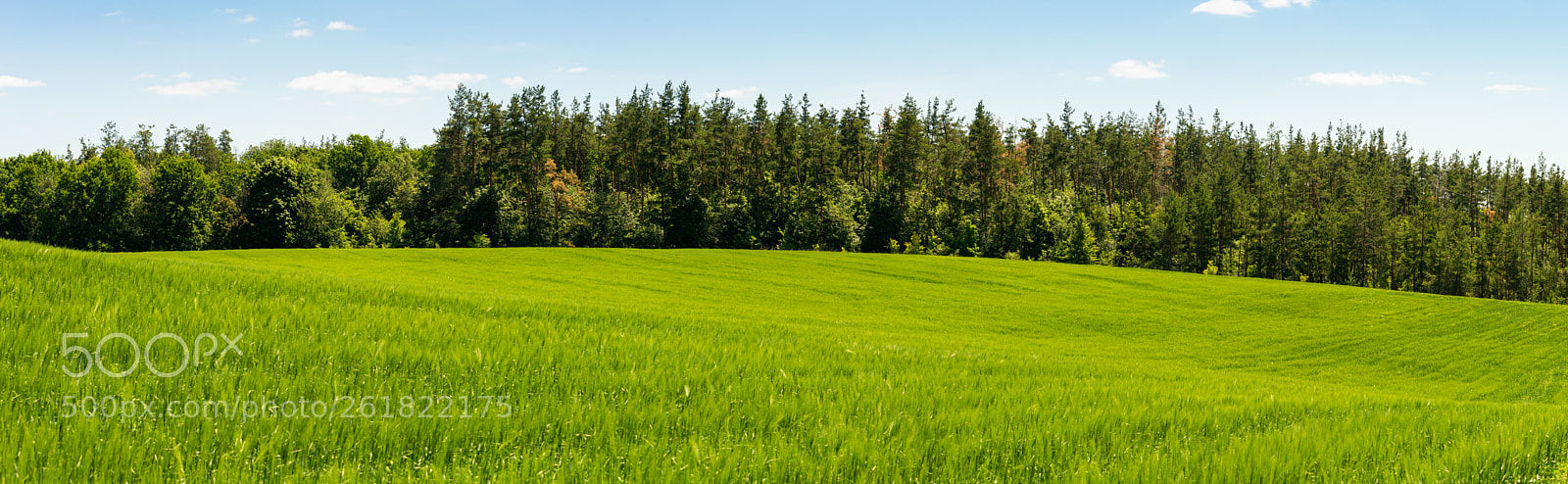 Nikon D3200 sample photo. Wheat field photography