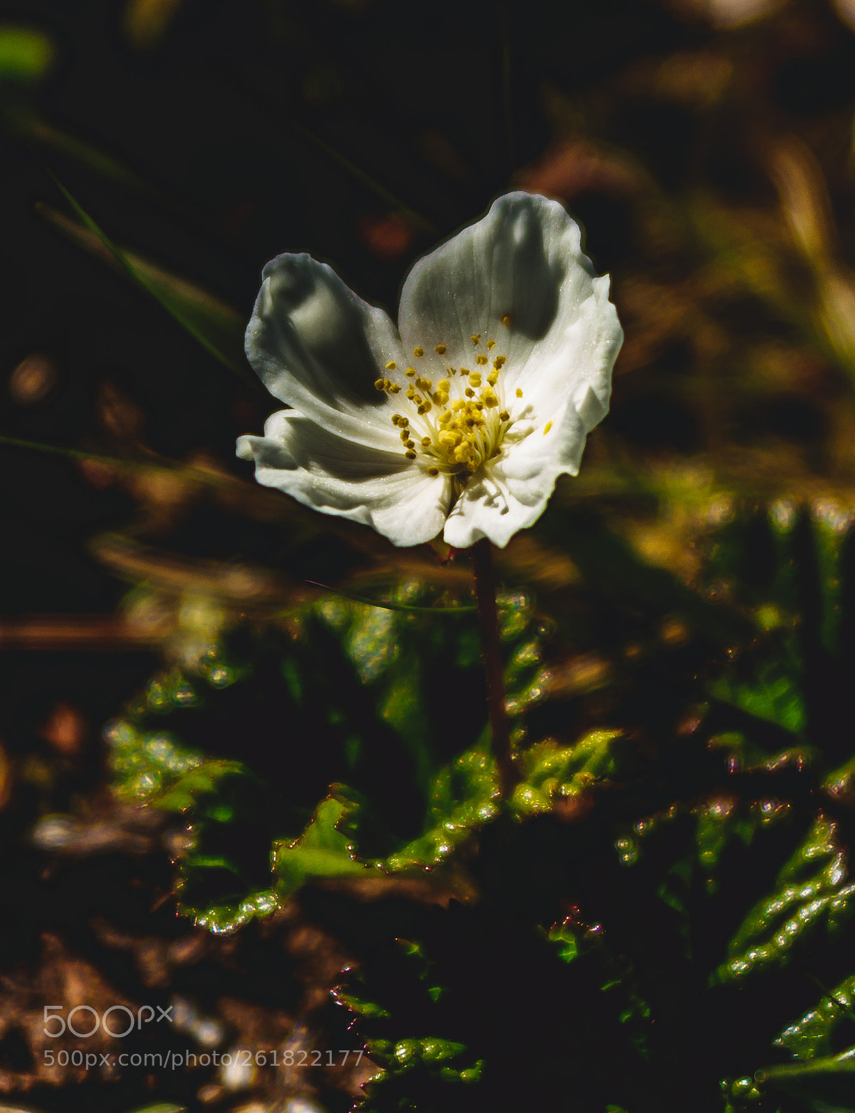 Canon EOS 80D sample photo. Cloudberry flower photography