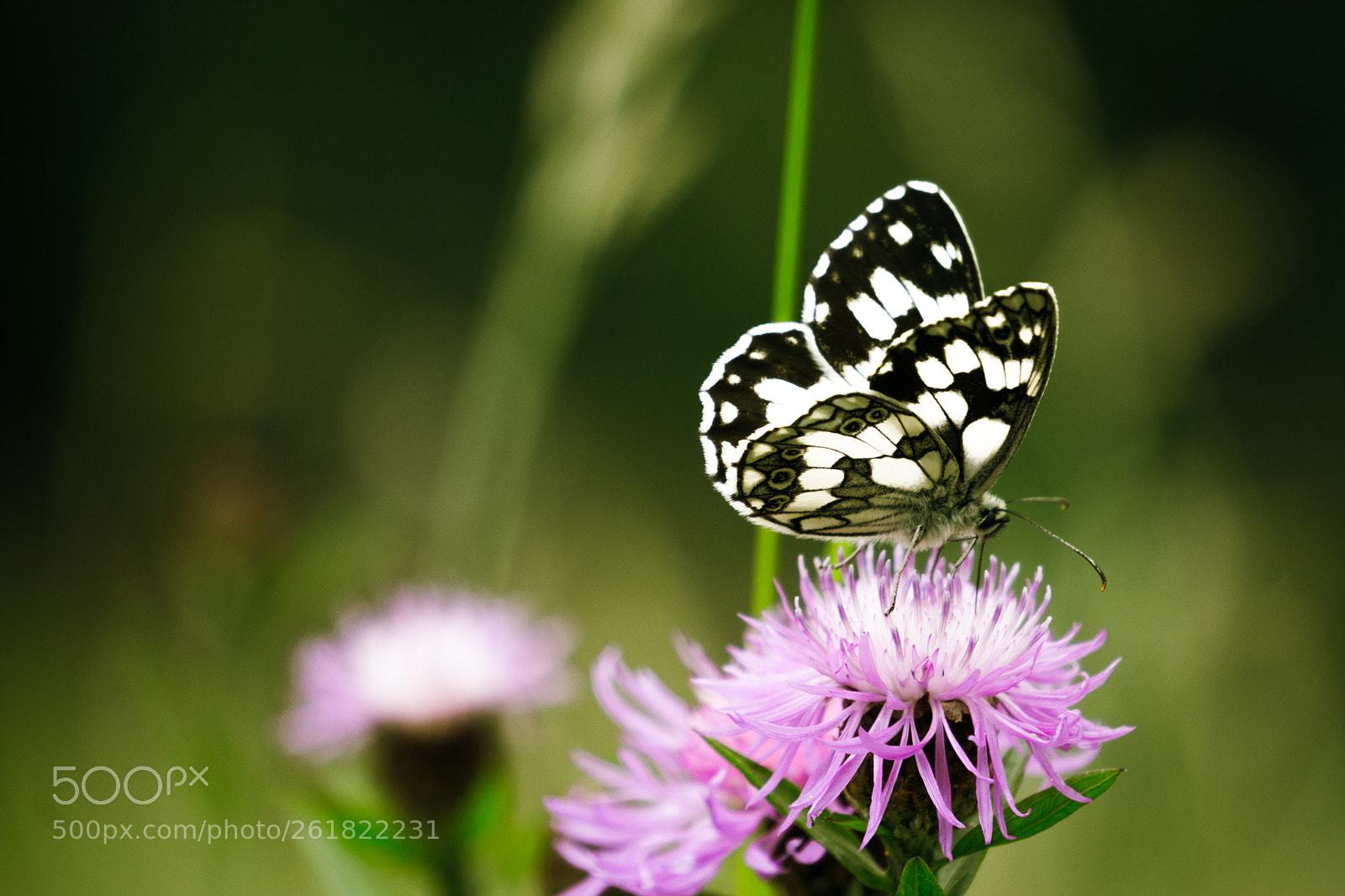 Sony a6000 sample photo. Marbled white photography