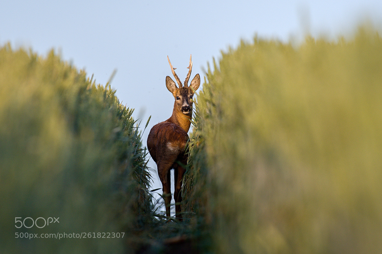 Nikon D500 sample photo. Deer photography